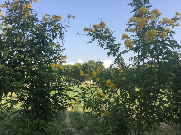 does any one know what these are 600